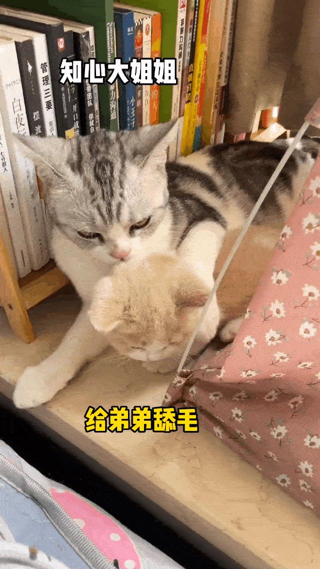 两个猫掐架怎么办,和铲屎官打架的猫咪