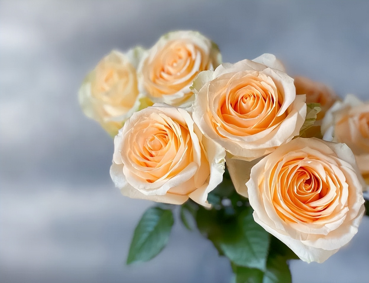 买花最好的渠道推荐,卖花的买花渠道