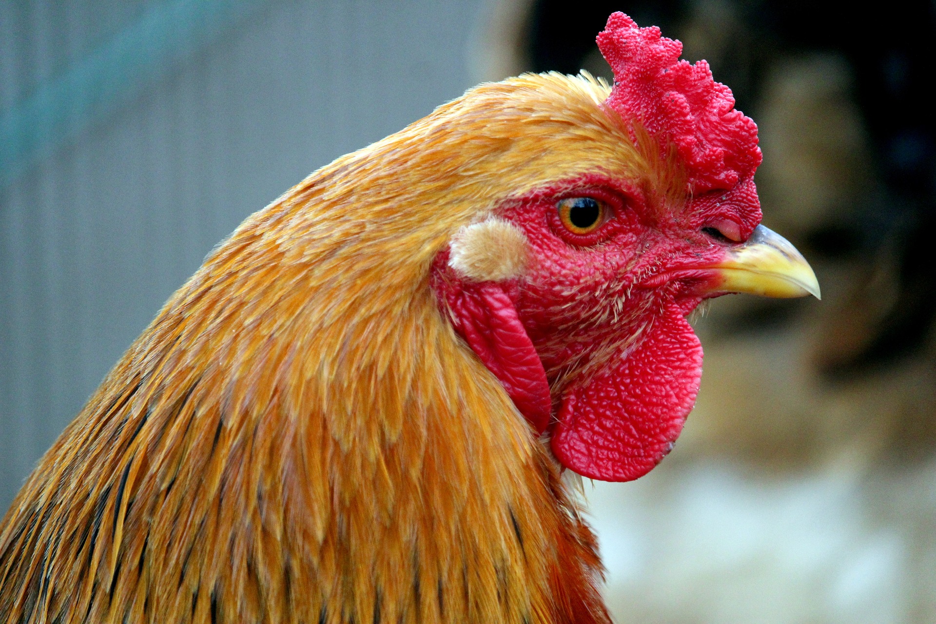 80后返乡创业，靠“淘汰鸡”生意月入3万？乡村振兴养殖大有可为