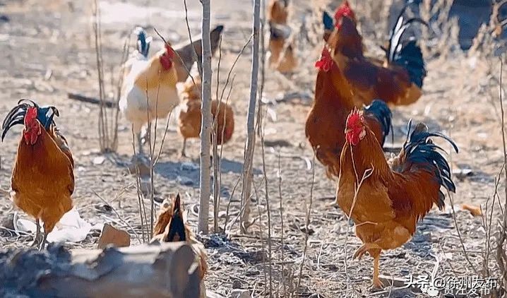 贾汪从煤城到山水之城的华丽转身,非凡十年山东烟台