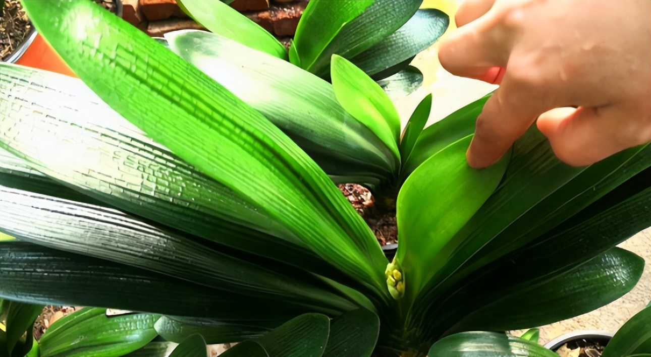 君子兰剃头后如何养,什么时候给君子兰剃头