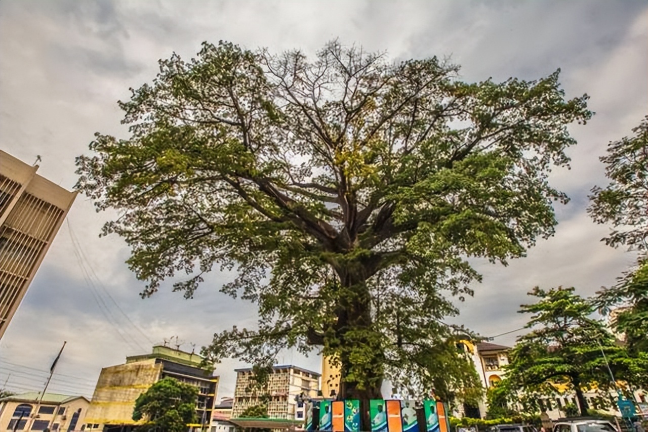 一棵树就是一道风景,一棵树就是一座岛
