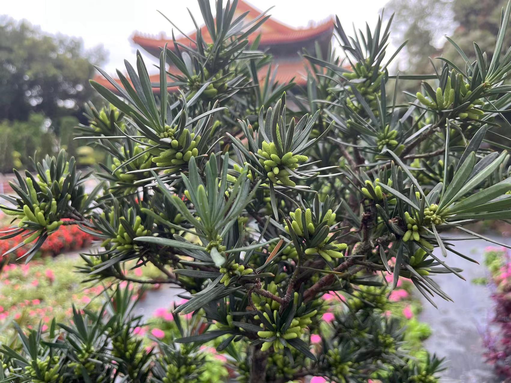 老祖宗说门前不栽树,门前栽树儿孙满堂真的吗