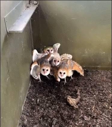 老照片:掠夺伊拉克黄金的美军,与德军合影的波兰*妓军**