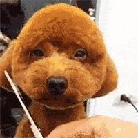 比熊狗狗去泪痕狗粮推荐,狗狗泪痕严重喂什么狗粮