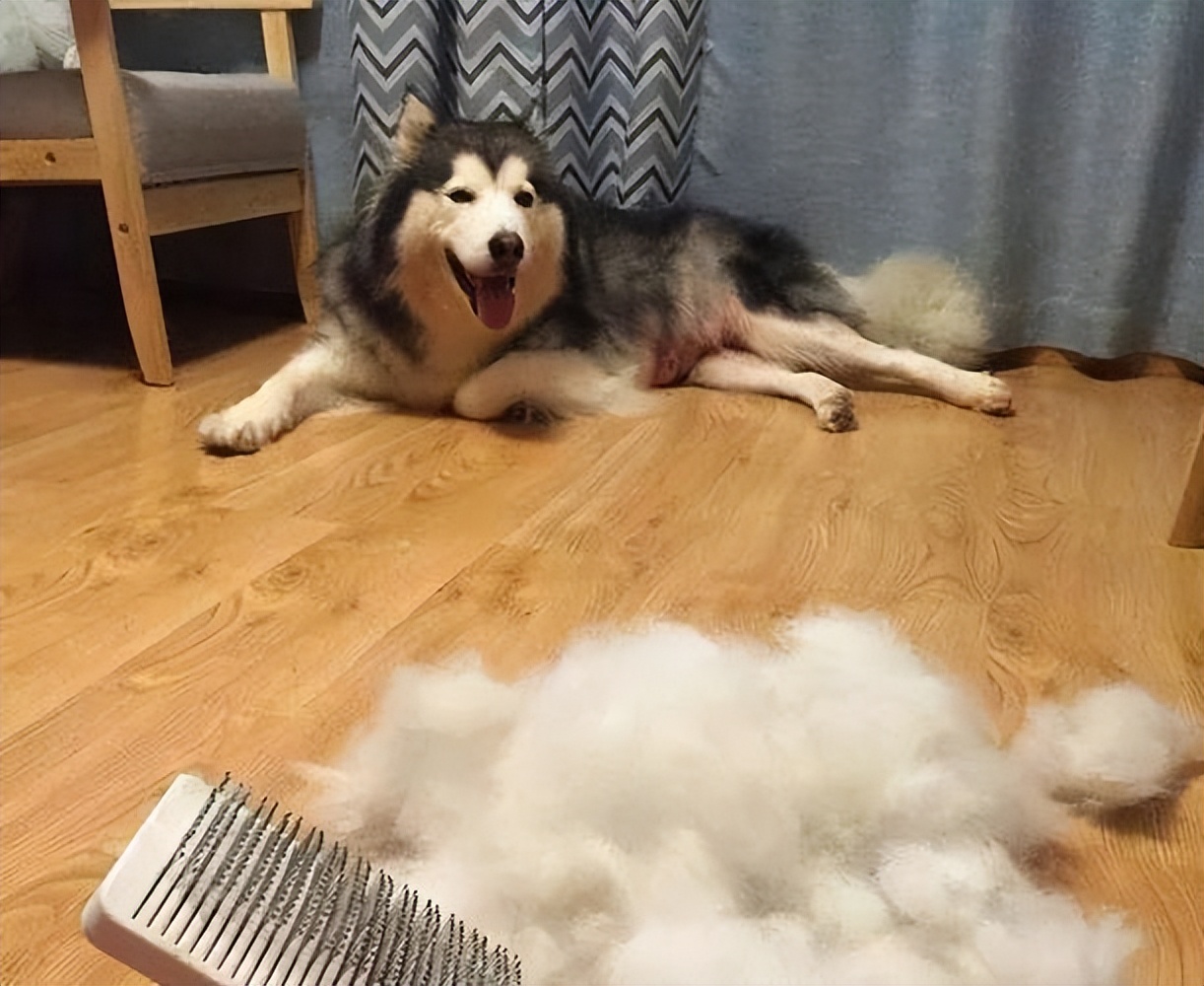 阿拉斯加犬的优缺点,熊版阿拉斯加优缺点