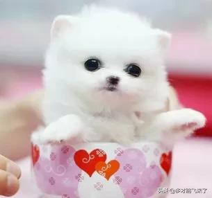 十二星座茶杯犬,茶杯犬图片高清壁纸