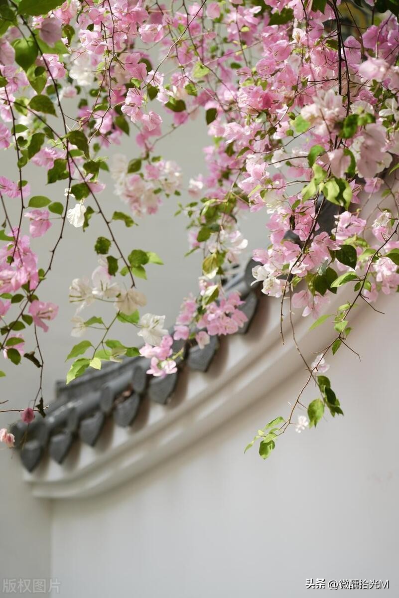 推荐10种最适合夏天养的花,君子兰开花时夏天几天浇一次水