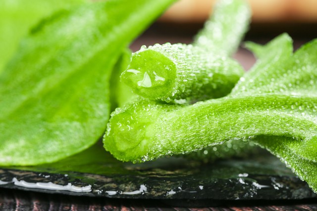 冰菜种植亩产量,亩产5000斤西瓜就可以卖1000元