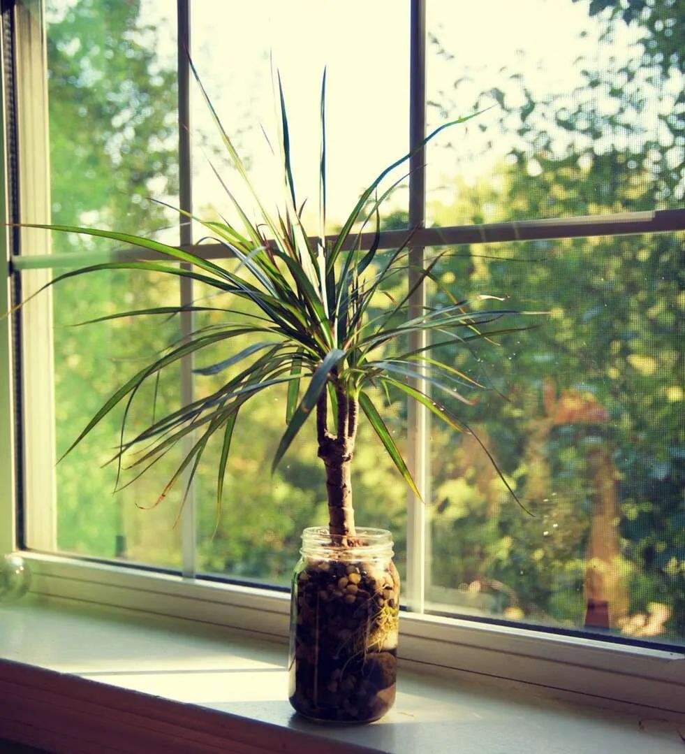 巴西木树好不好养,巴西木养的时间长了为什么要黑腐