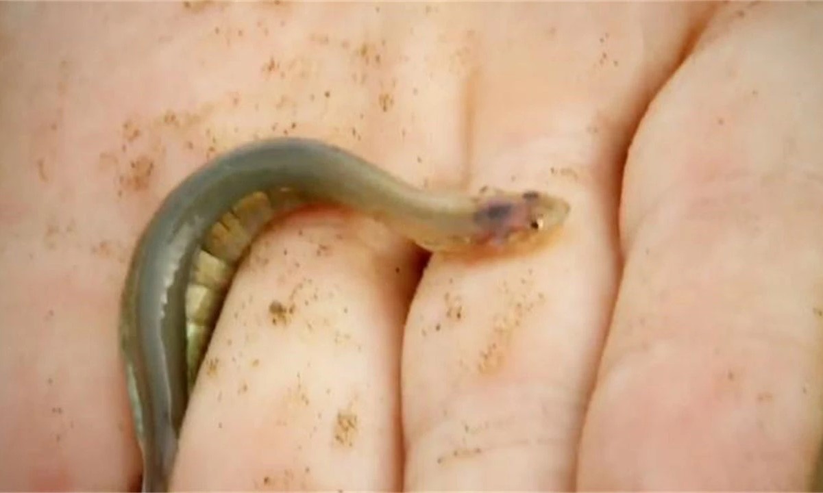 食人鱼都伤害过哪种鱼,比较凶猛的食人鱼有哪些