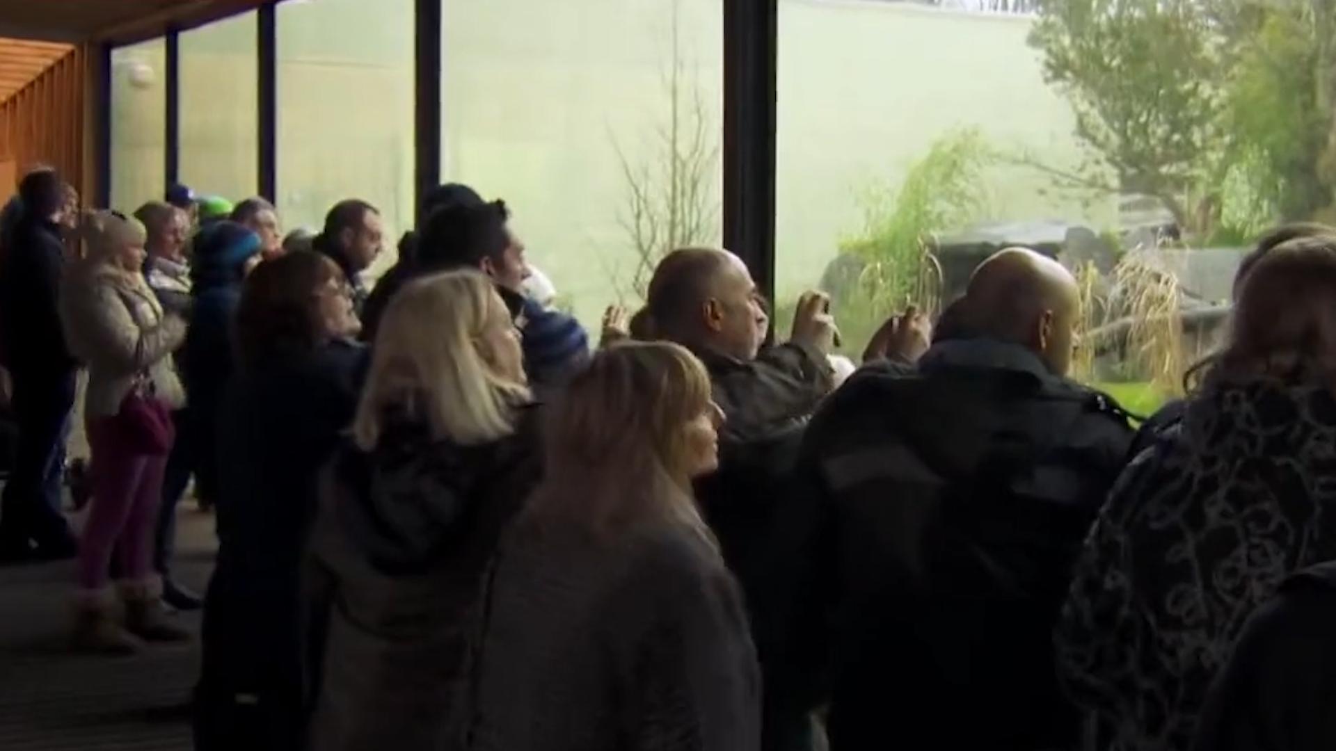 熊猫因为太能吃，1年花费400万，竟然被别国“退货”？