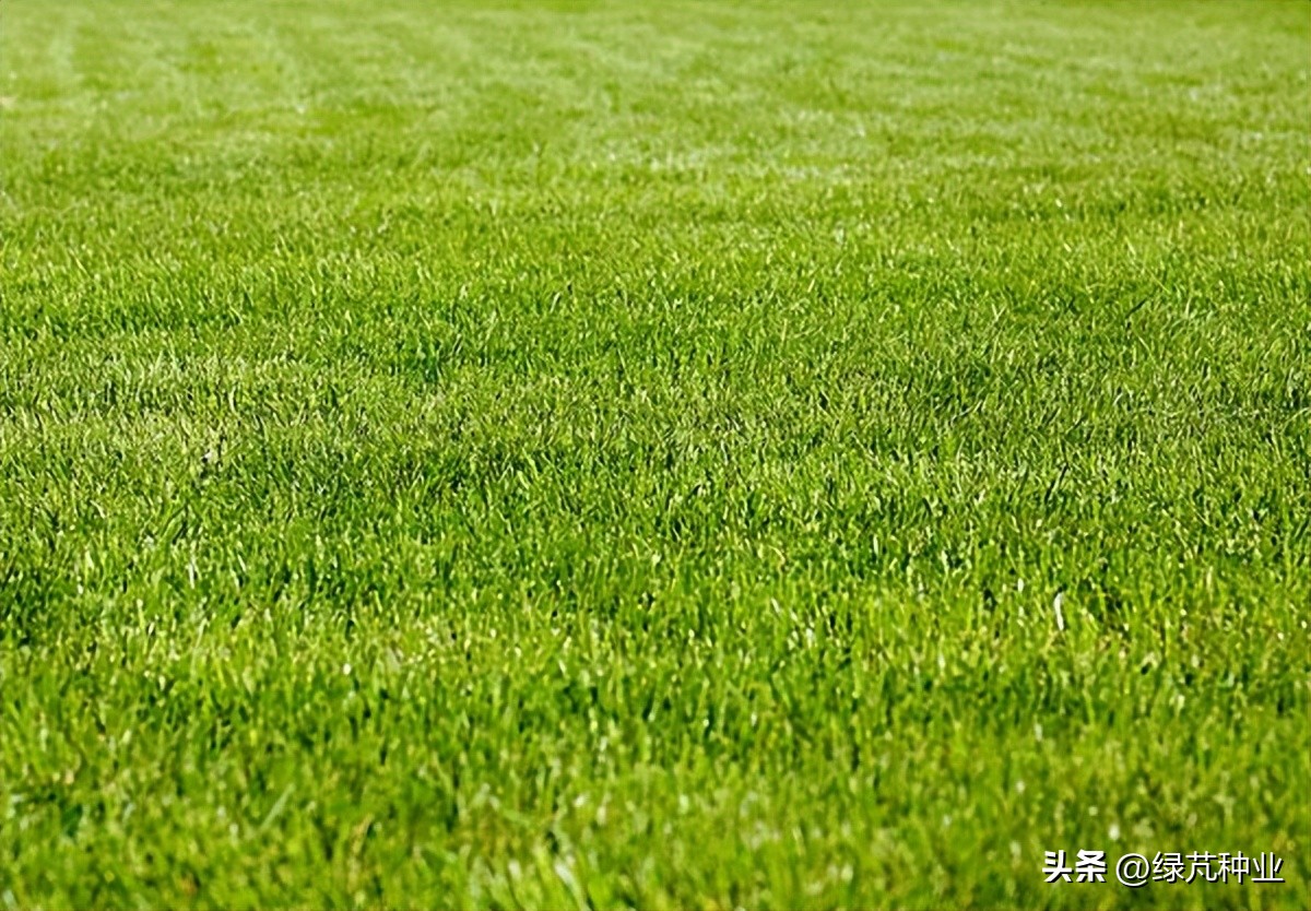 草坪草的一般特征有哪些图片,草坪草独特特点