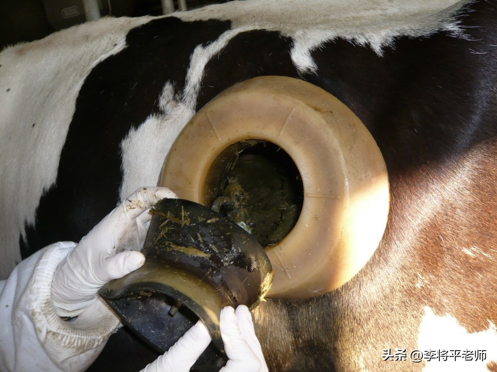 为什么外国人养牛在牛身上开个洞,现在的奶牛都在牛身上开洞吗