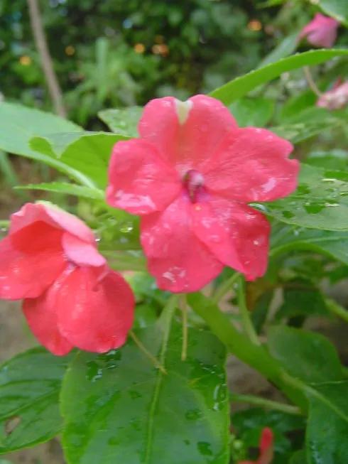 凤仙花种植方法,凤仙花