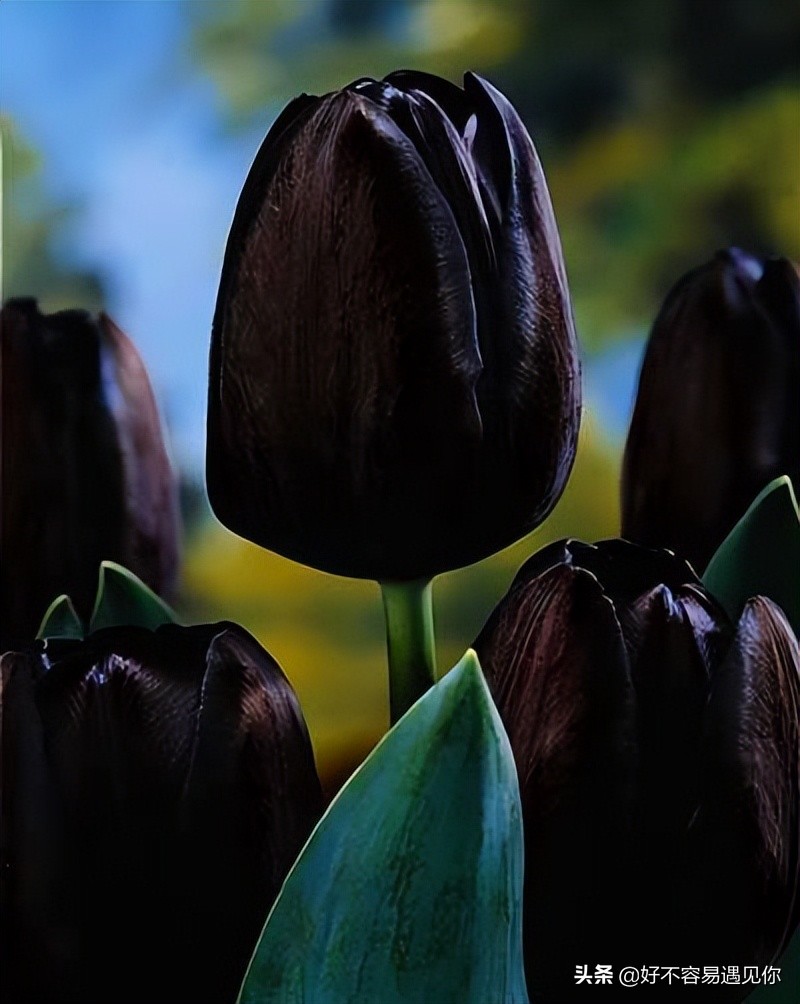 乌俄最新形势,俄乌荷兰战争最新消息