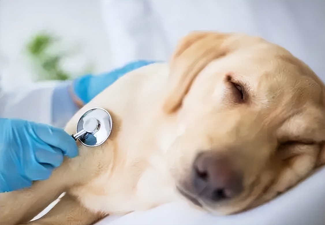 花钱给狗狗看病它明白吗,为什么给狗狗看病那么贵