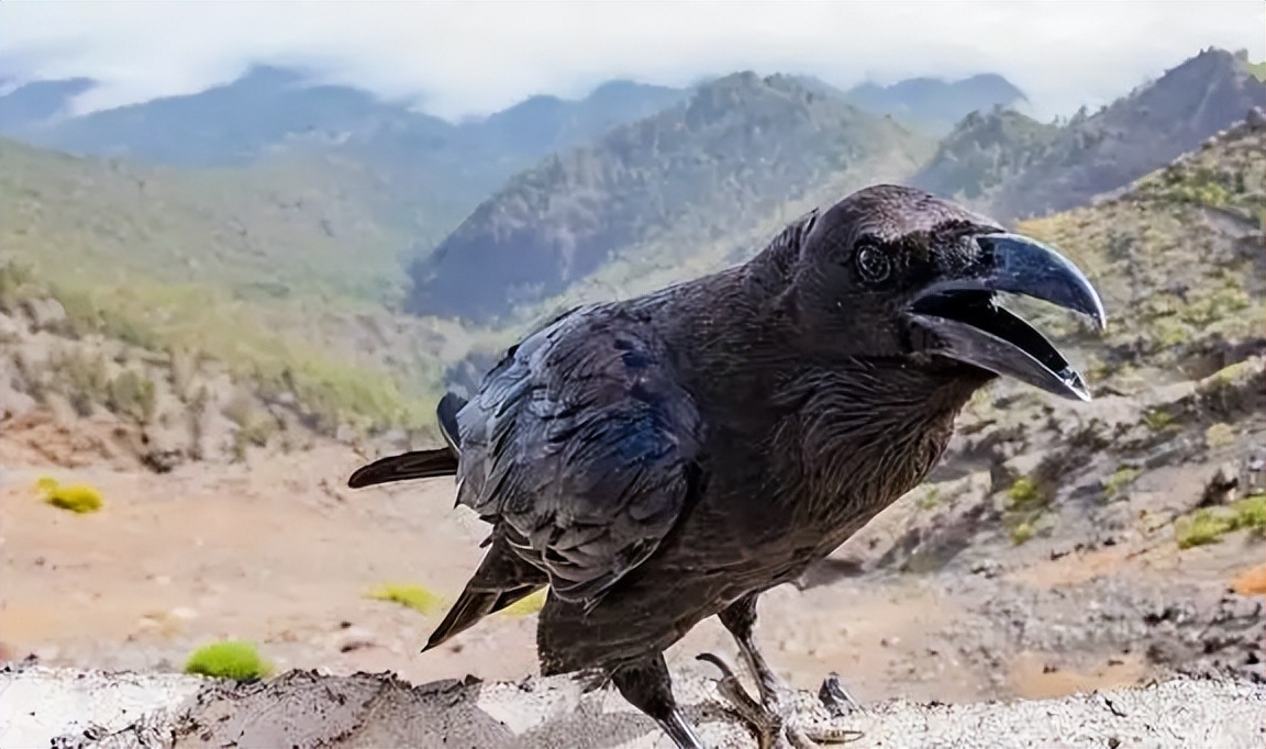 有生之年要查明：《本草纲目》中的识鬼术是什么情况