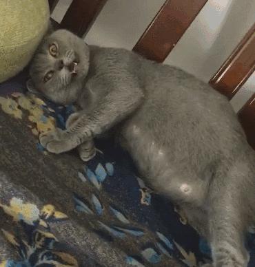 为什么不建议养蓝猫,为什么很多人养蓝猫不养布偶