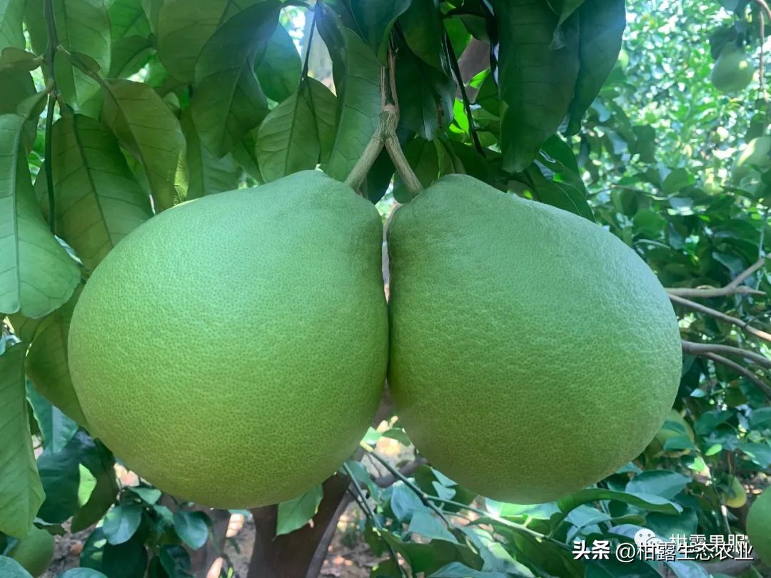 中国水果第一大省有多强视频,广西最大的水果基地