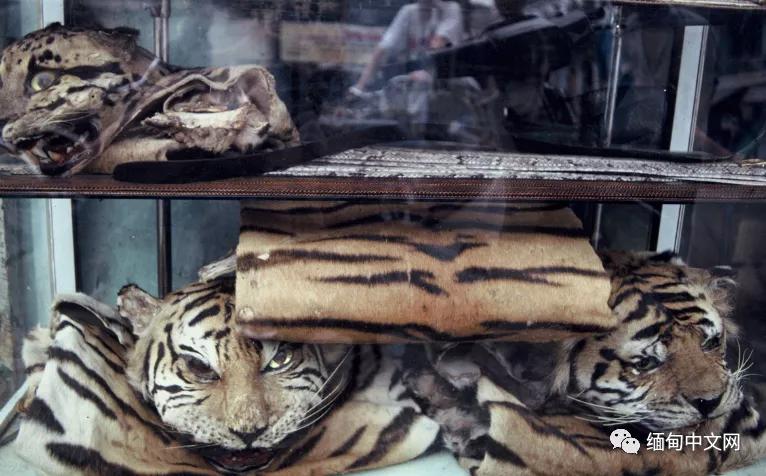 “谈虎色变？不！人心猛于虎！”幸好缅甸的野生老虎在增加
