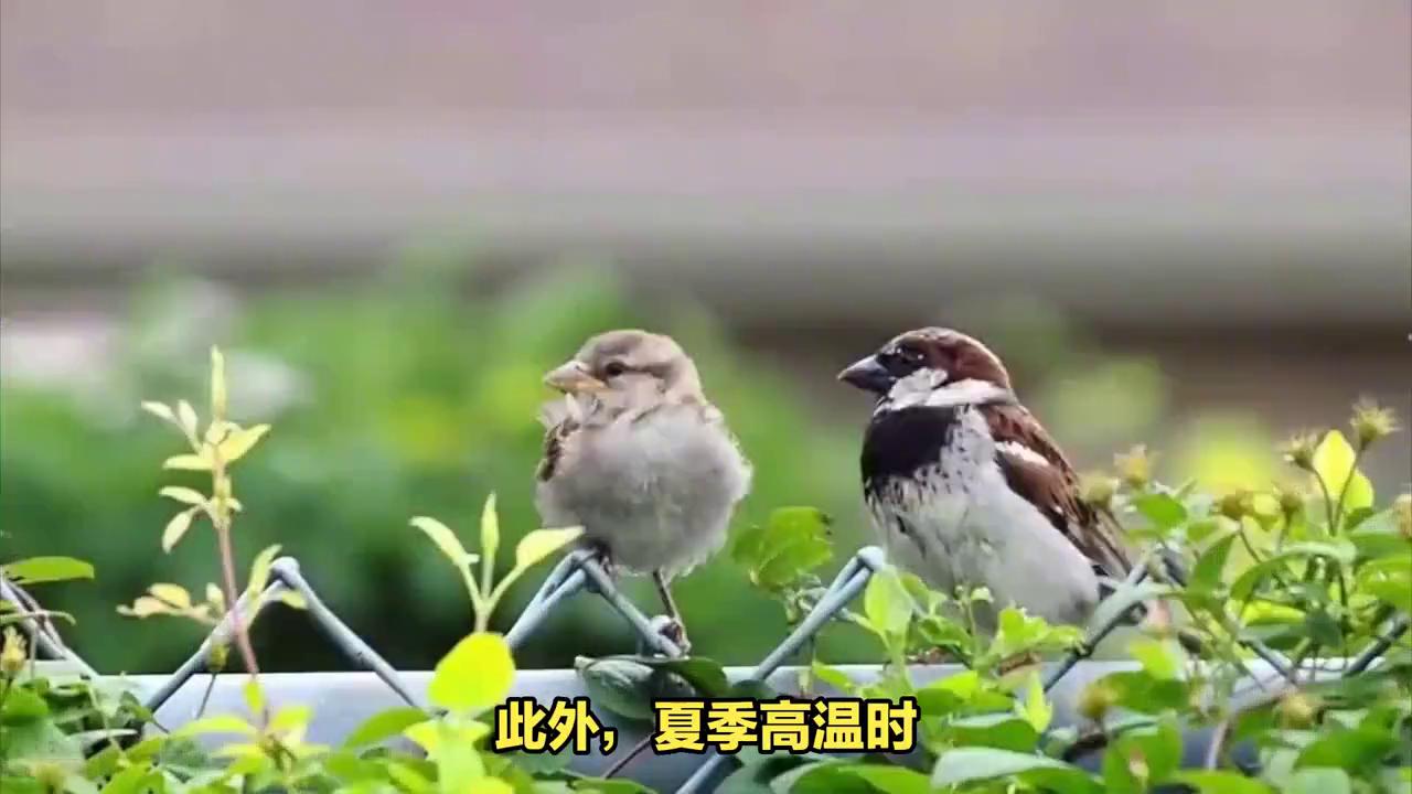 麻雀的日常饮食与清洁护理，如何预防疾病