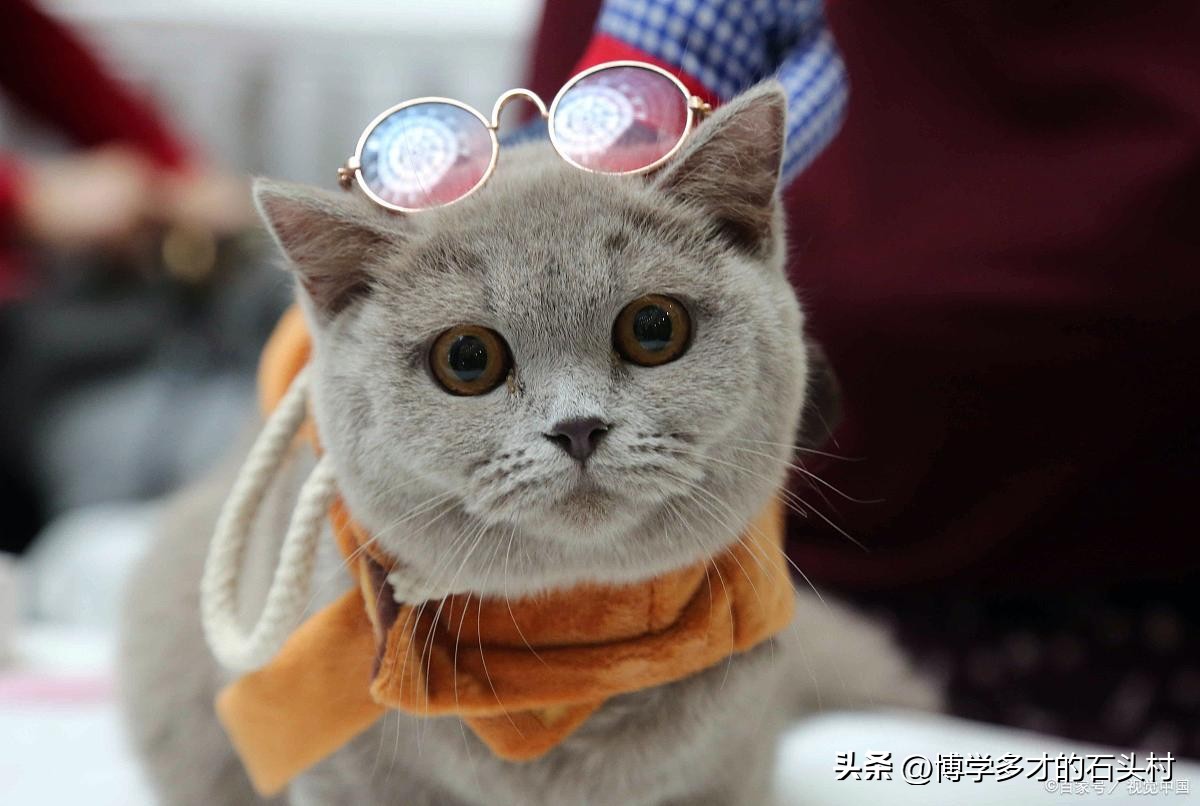 猫咪手攥玫瑰的表情什么意思,为什么猫咪没有喜怒哀乐的表情