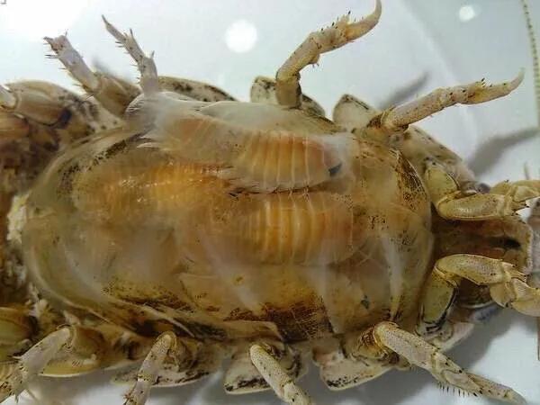 巨型西瓜虫海洋,深海巨足虫和西瓜虫