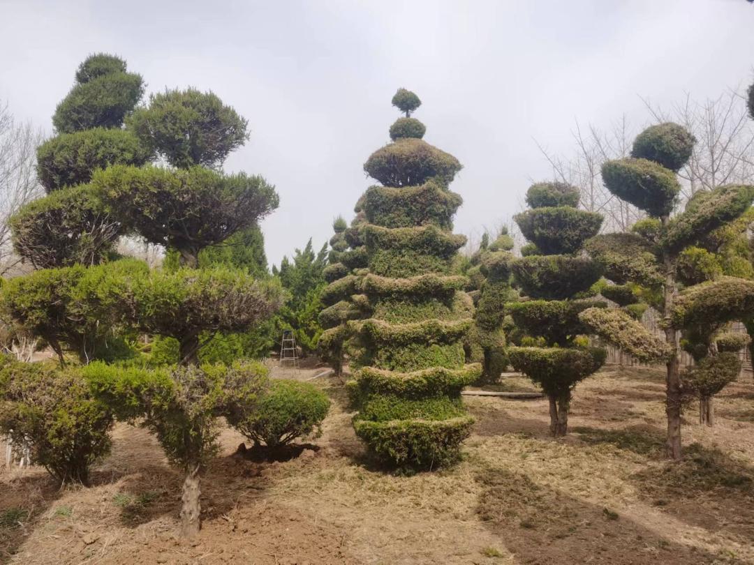 体育老师建了片银杏林，年门票收入数十万元，村民也沾光了