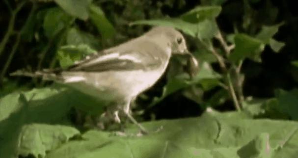 非洲野味入侵全球:中国吃货在这种巨型蜗牛面前,压根狂不起来