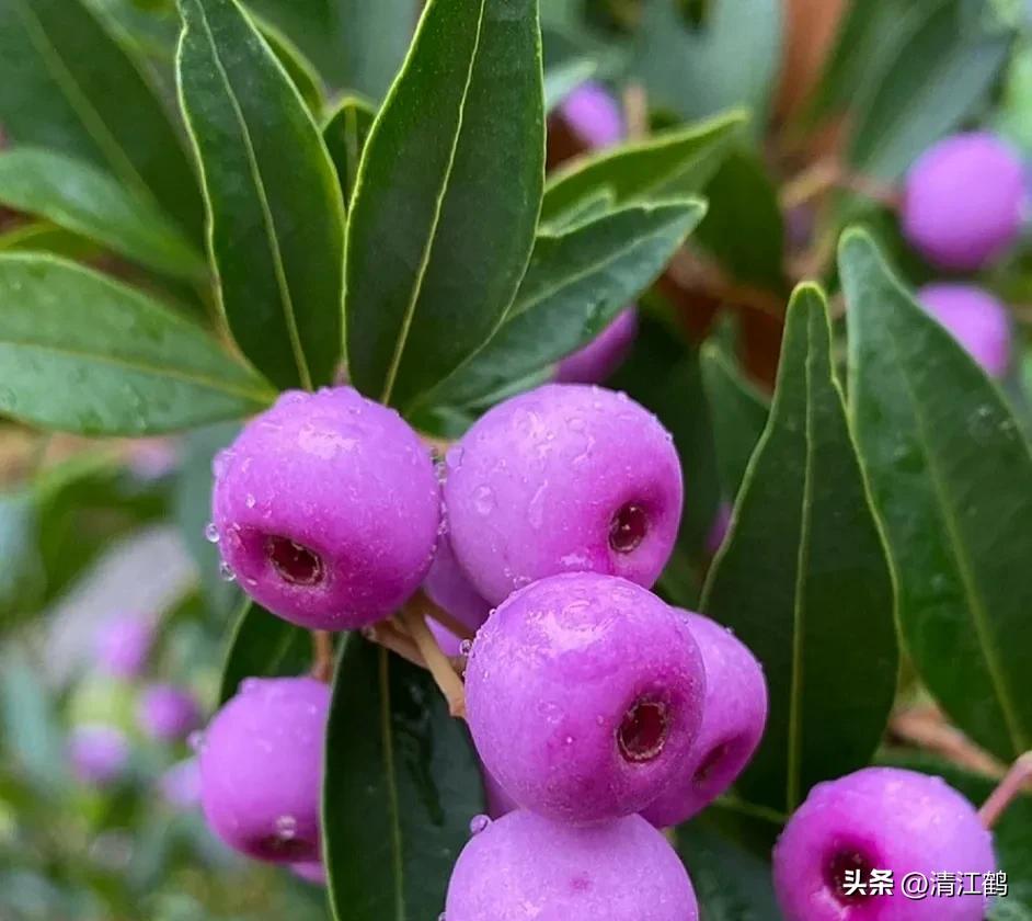 920使用方法哪些作物能用,920和什么混用效果好