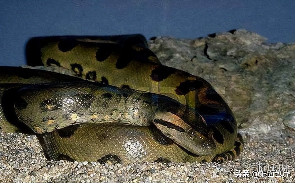 亚马逊雨林生存100天,亚马逊雨林生存楚河