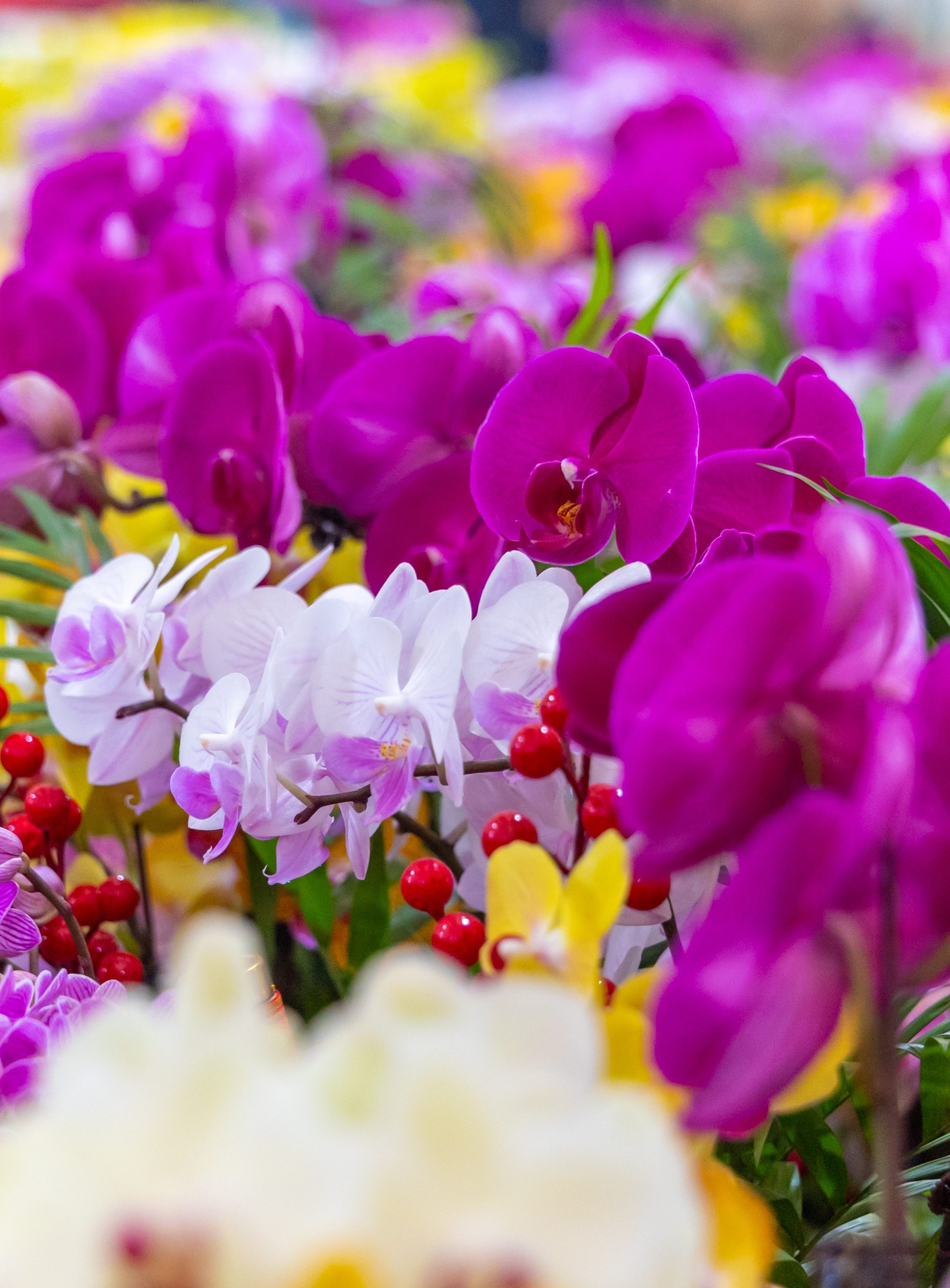 今日花卉市场价格郑州,郑州花卉市场年宵花