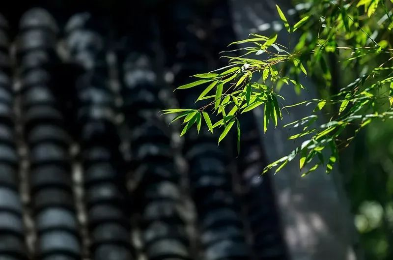 索尔海姆：“塑”战速决，保护地球家园