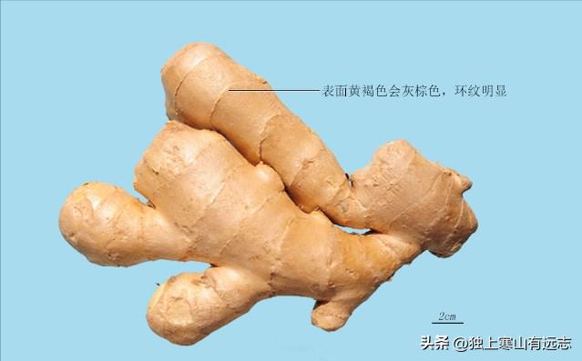 生姜有降逆止呕的功效吗,姜水降逆止呕