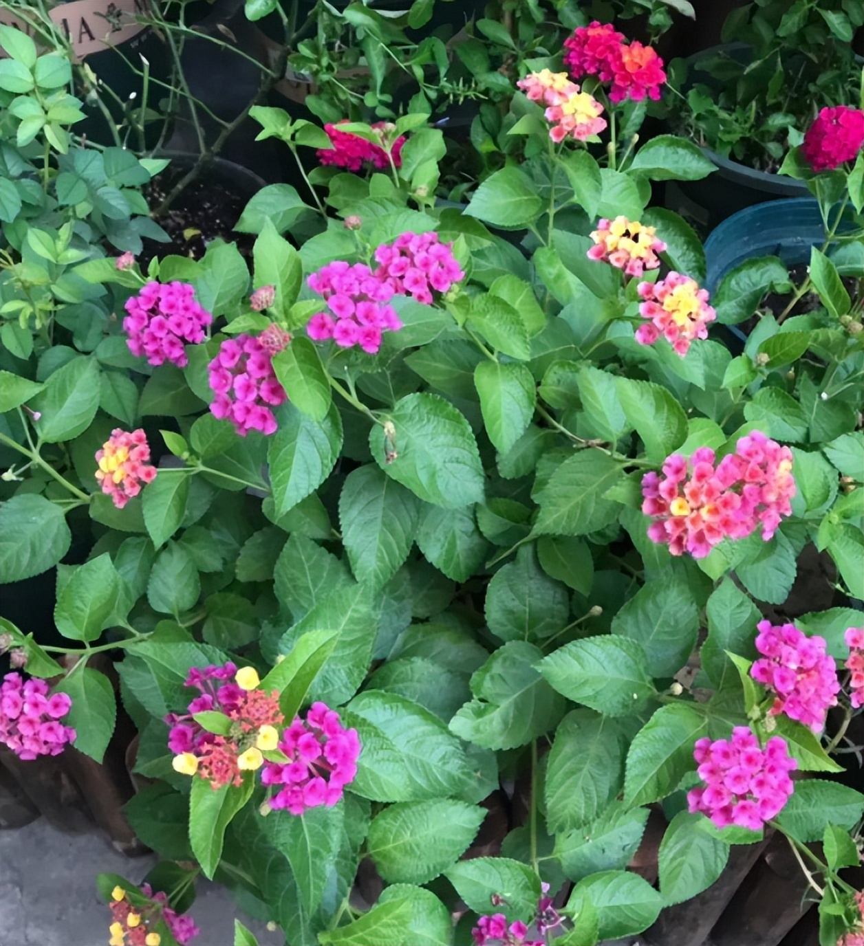 爱干净的人应该养什么动物,家中千万别养这8种毒花