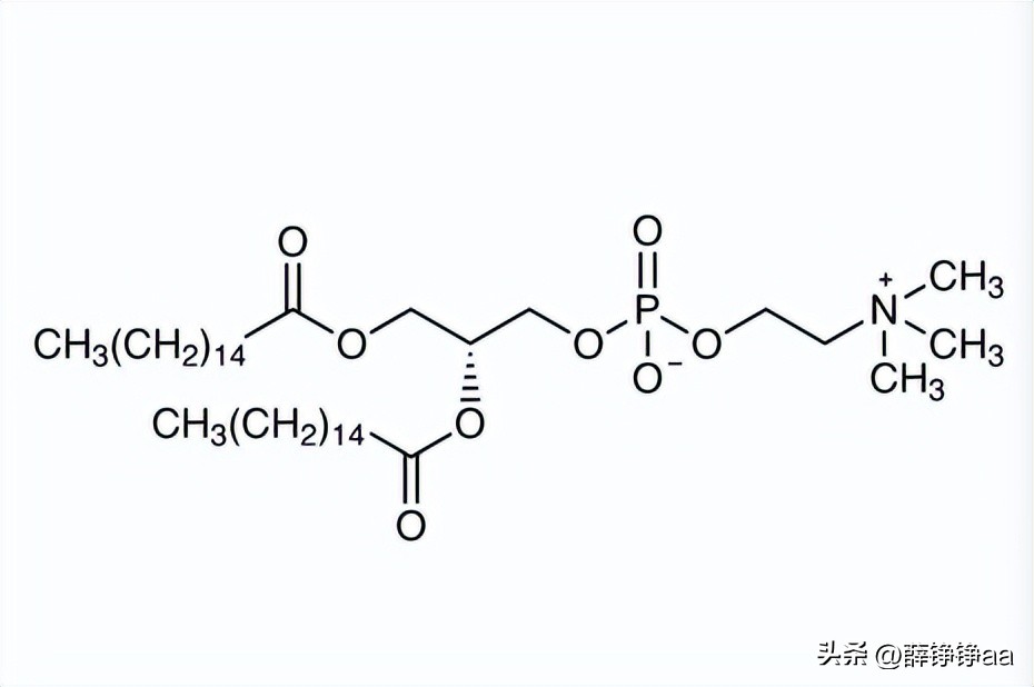 同位素标记法研究分泌蛋白,同位素标记法生物考点
