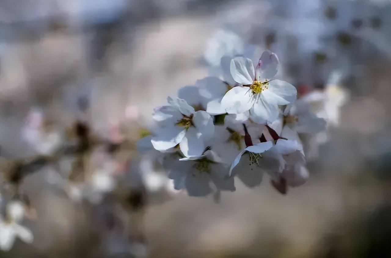 看樱花不知道去哪十大赏樱圣地,全国赏樱地图出炉樱花全面绽放