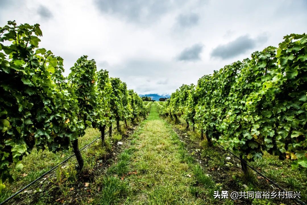 2023年全国乡村振兴优秀案例,乡村振兴典型案例5000字材料