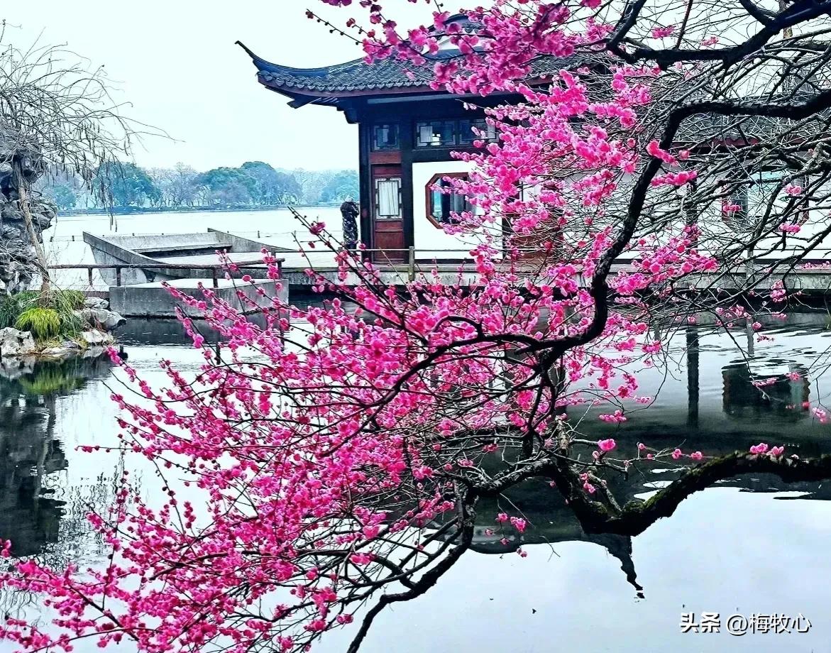 五言律诗咏梅五首,咏梅的最佳诗词七律