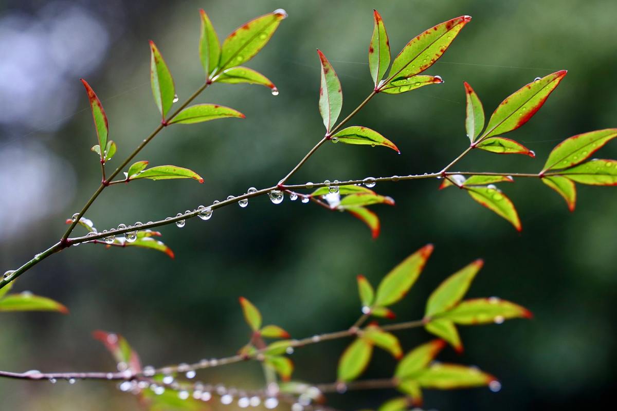 春雨诗句古诗一年级,关于春雨的古诗句五个字