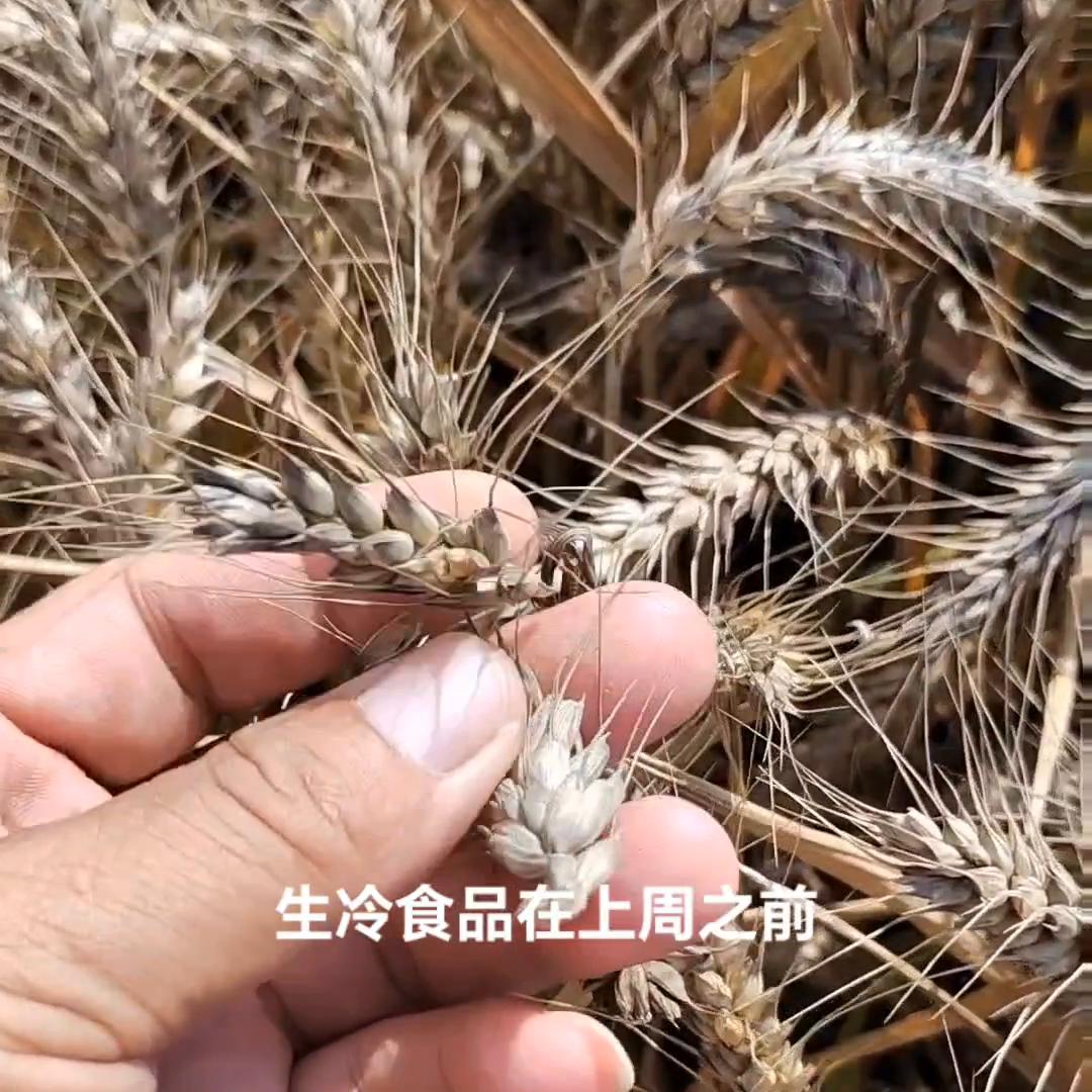 上海黄瓜丝被罚事件前因后果,上海黄瓜丝事件