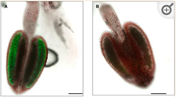 NPF2.8促进因子对拟南芥花粉表面黄酮醇糖苷积累作用的研究