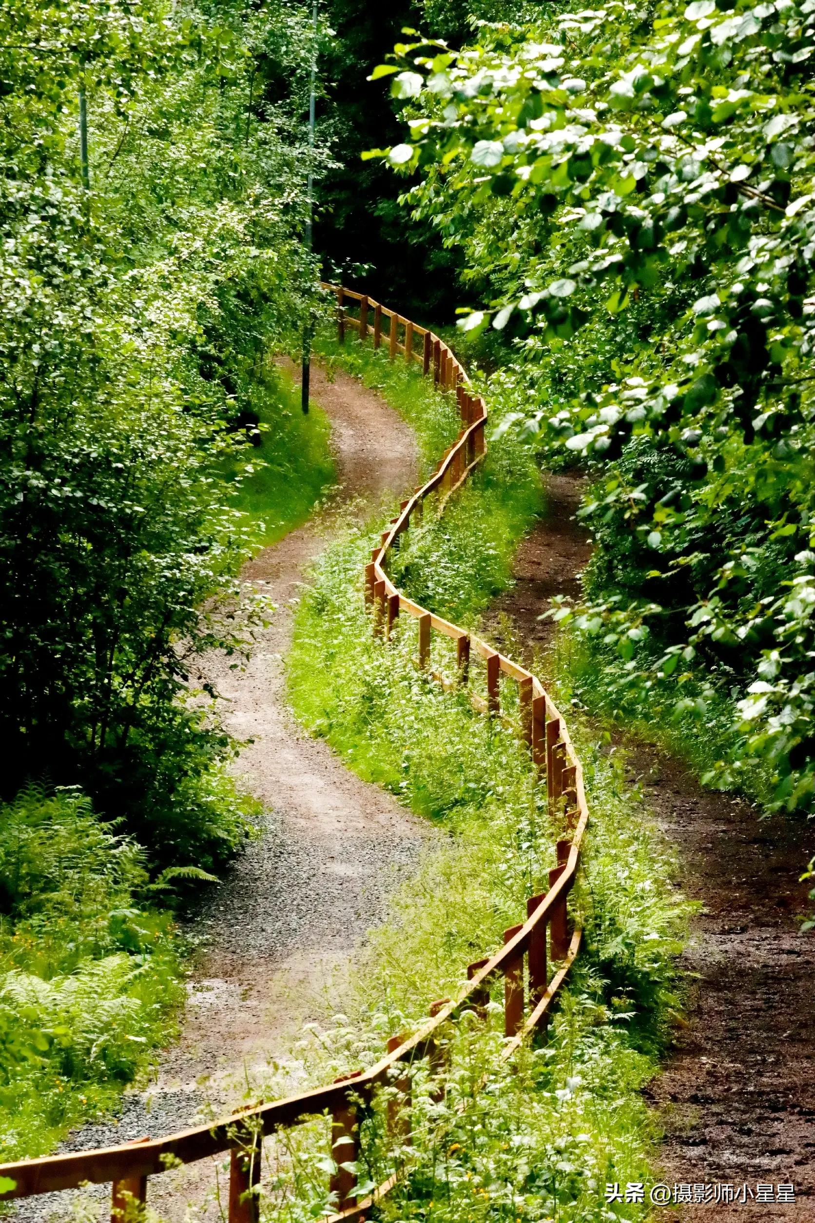 夏天绿色之美,夏天的绿色之美