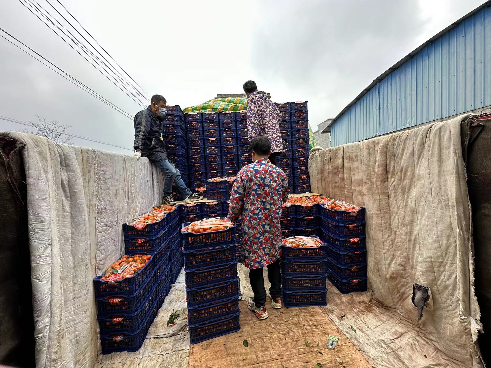 春节前行情会上涨的3种蔬菜,春节期间最热门的生意