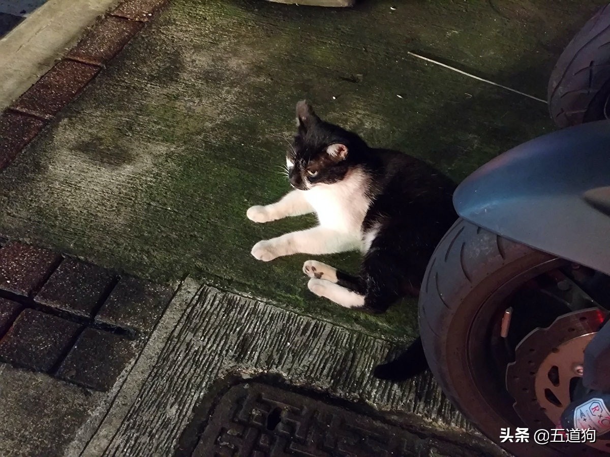 rogphone6,华硕rogphone