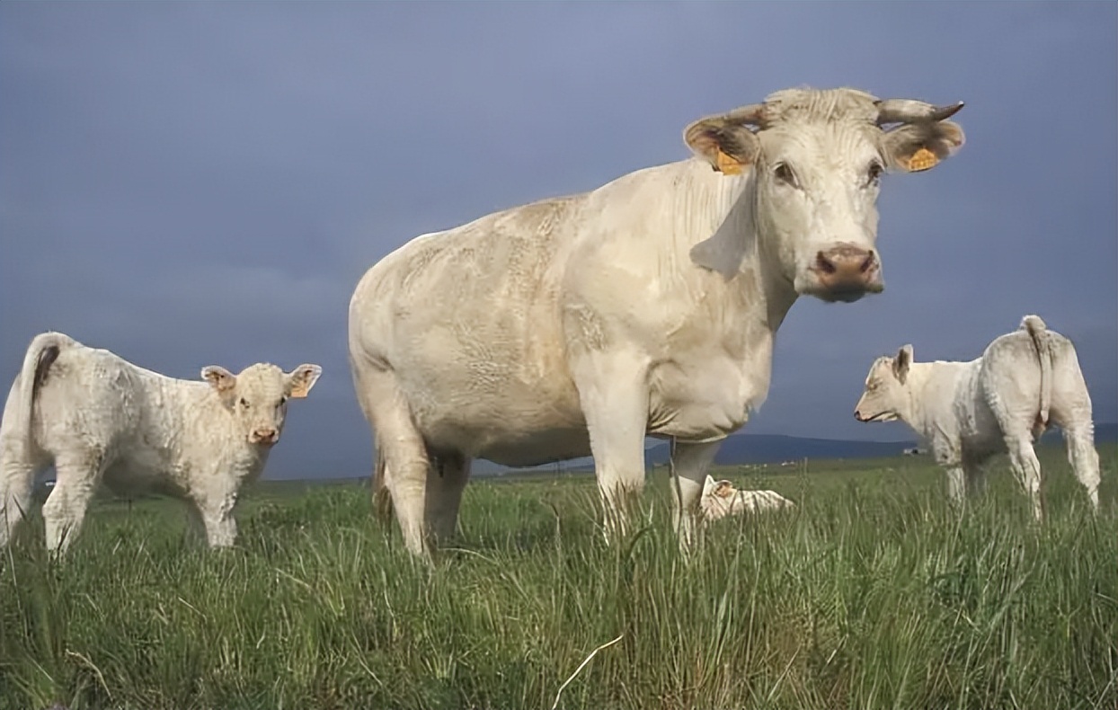 对牛毛色遗传影响：夏洛莱×荷斯坦种群中，真黑素与黑素的稀释