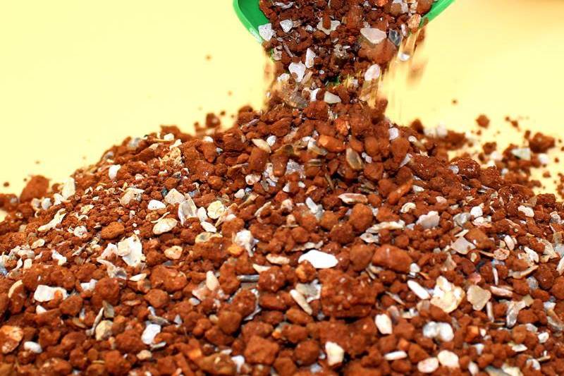 鸽子一个腿站着咋回事,鸽子的腿站不起来怎么办