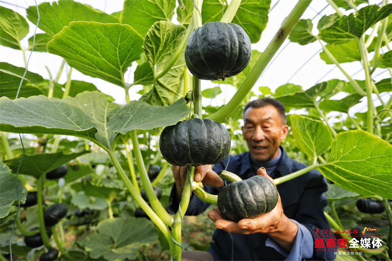 平畴乡村振兴,乡村振兴平邑农业