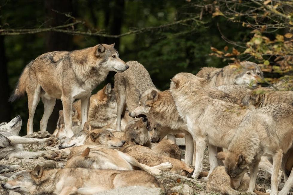 狼群中最低级的狼有交配权吗,狼群中的母狼都可以产子吗